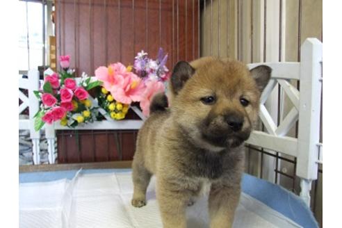 成約済の三重県の柴犬-43878の1枚目